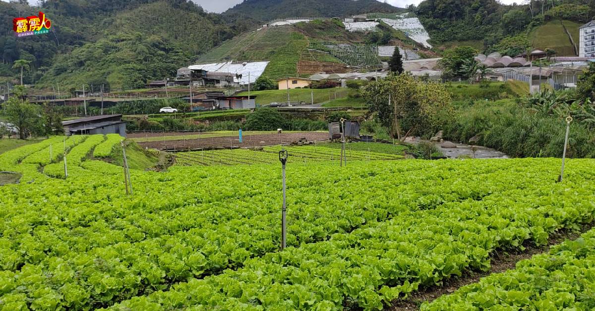 金马仑菜农告知，现在菜价很便宜，7月和6月相比可说天和地的差别。 （档案照）