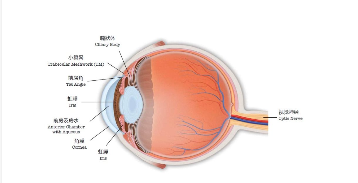 眼睛的结构。