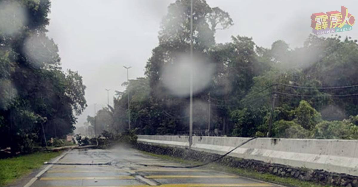 大树在风雨中，倒塌在双溪古月路上，影响交通安全。（行动党供）