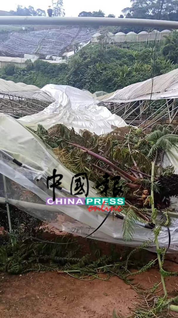 棚架遭大风吹倒，一些如豆类蔬菜的收成也受到影响。（视频截图）