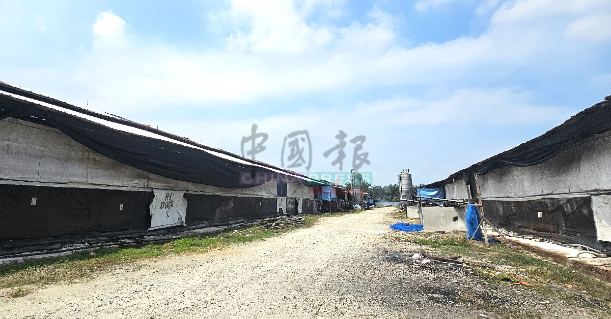 数座遭抽样突击检查的养鸡农场，卫生条件有明显改善。