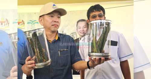 布袋虫啃叶油棕果欠收 陈泓缣冀财政部拨款助灭虫