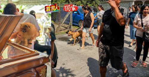 动物英雄Paul出殡  浪浪送救命恩人最后一程