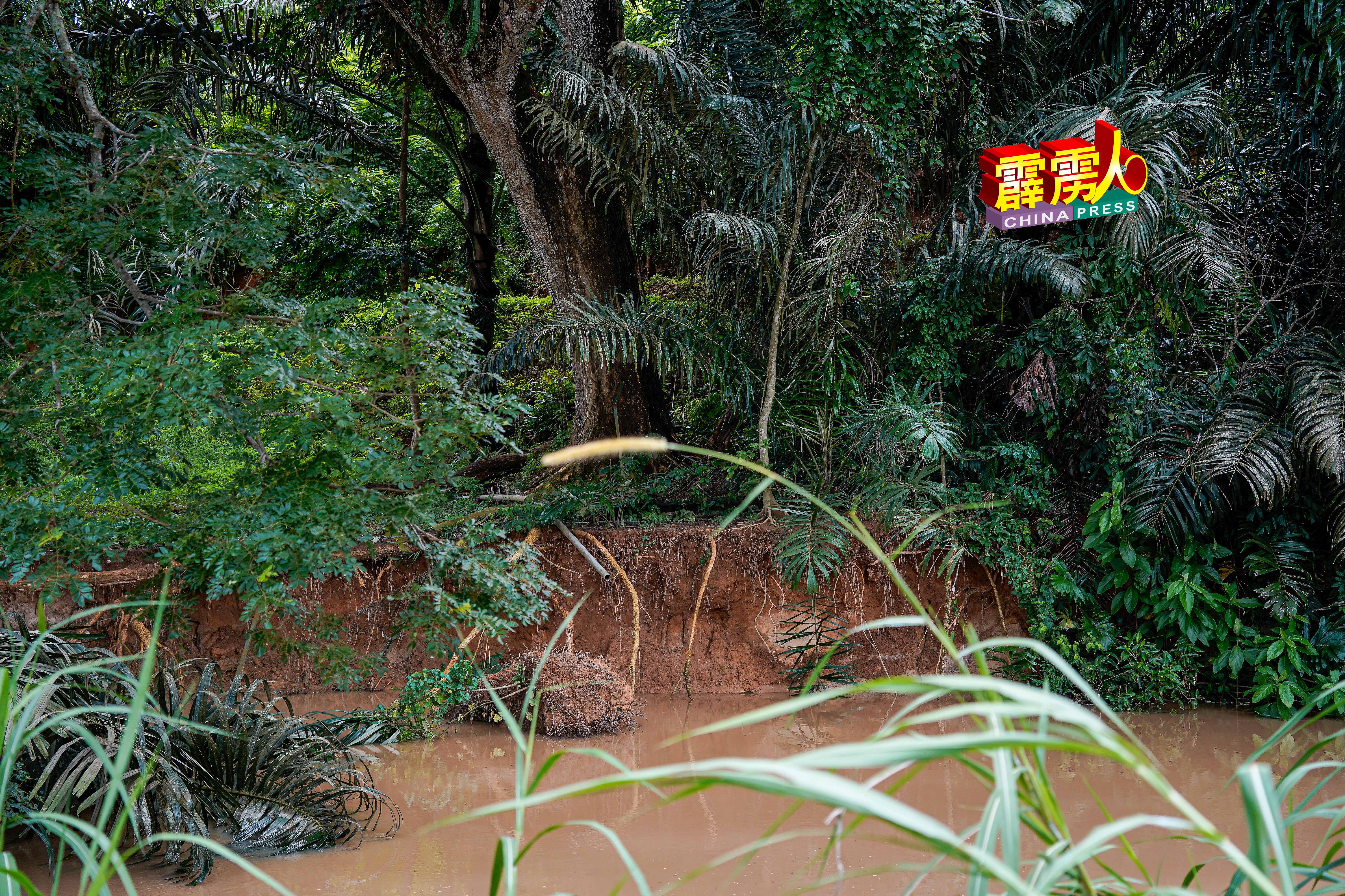 校方发现湍急河水侵蚀两边河岸，许多大树树根外露后，有致函给相关单位寻求援助，包括锯掉这些存有风险，随时会倒下的大树，可惜却不获关注。