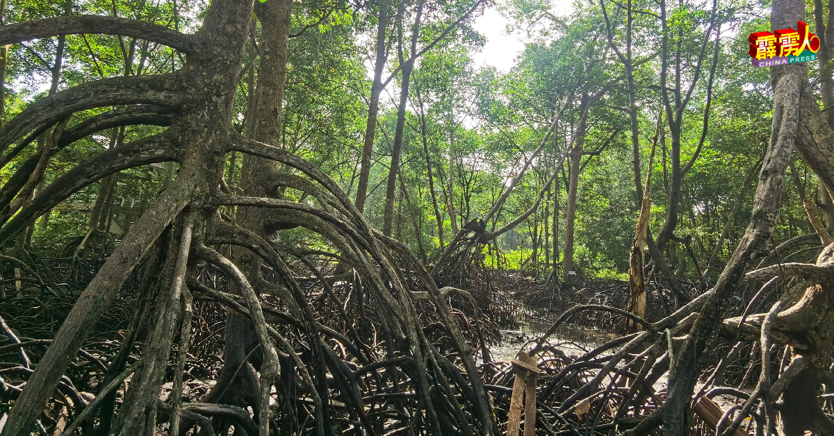 红土坎城市红树林沼泽生态旅游中心，也称猴子山，是近年兴起的生态旅游景点之一。