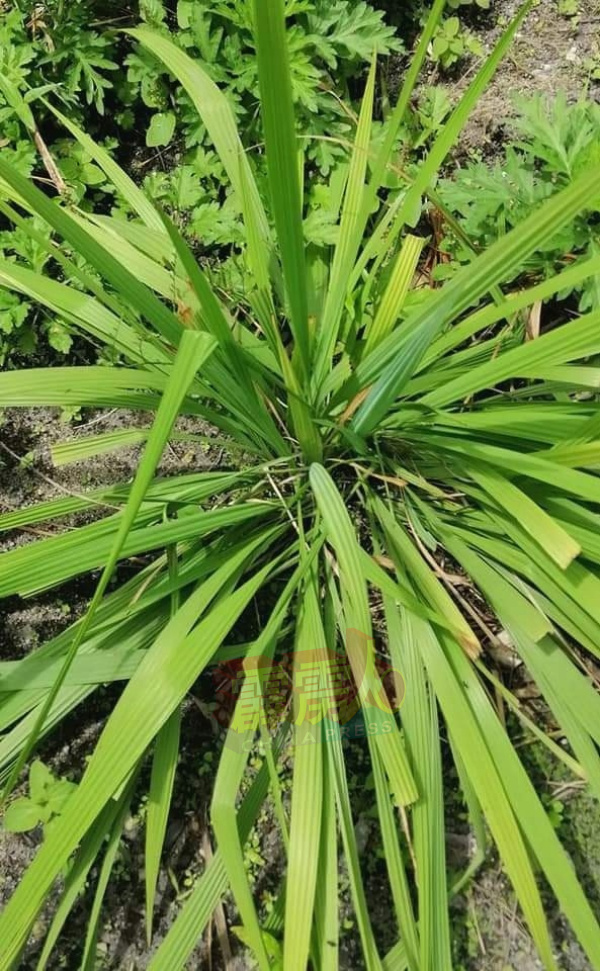 独脚丝茅容易栽种，繁殖力也强。