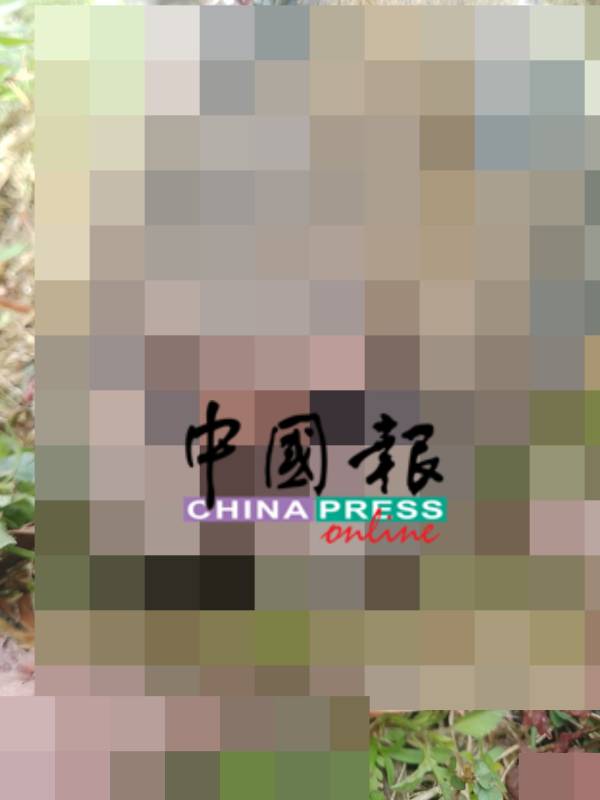 老虎被撞毙后，可谓体无完肤，仅剩下头部还算完好而已。