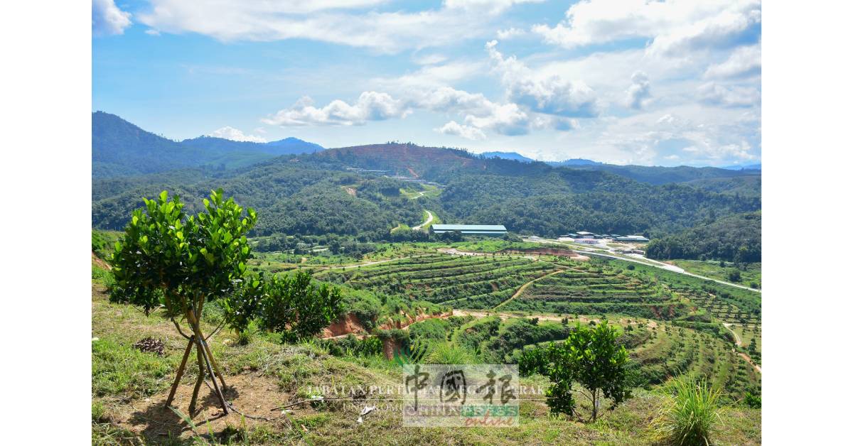 种植波罗蜜发展项目共占地200公顷，其中有134公顷已种植了1万3000棵的J33和J41的波罗蜜品种树。（霹农业局面子书）
