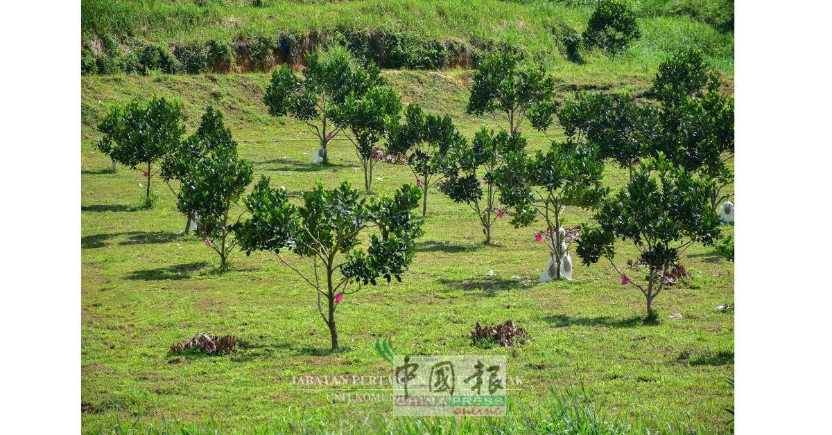 经过2年半的种植时期后，波罗蜜树已经开始结出首批果实。（霹农业局面子书）

