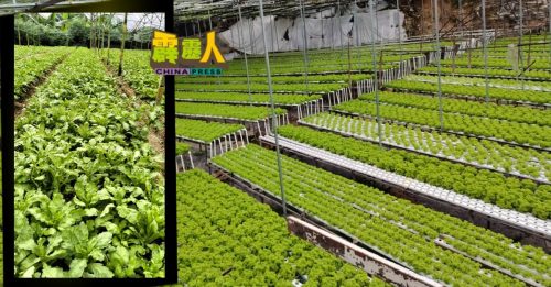 霹雳头条｜华裔爱茼蒿大量种植 年菜料丰收应市
