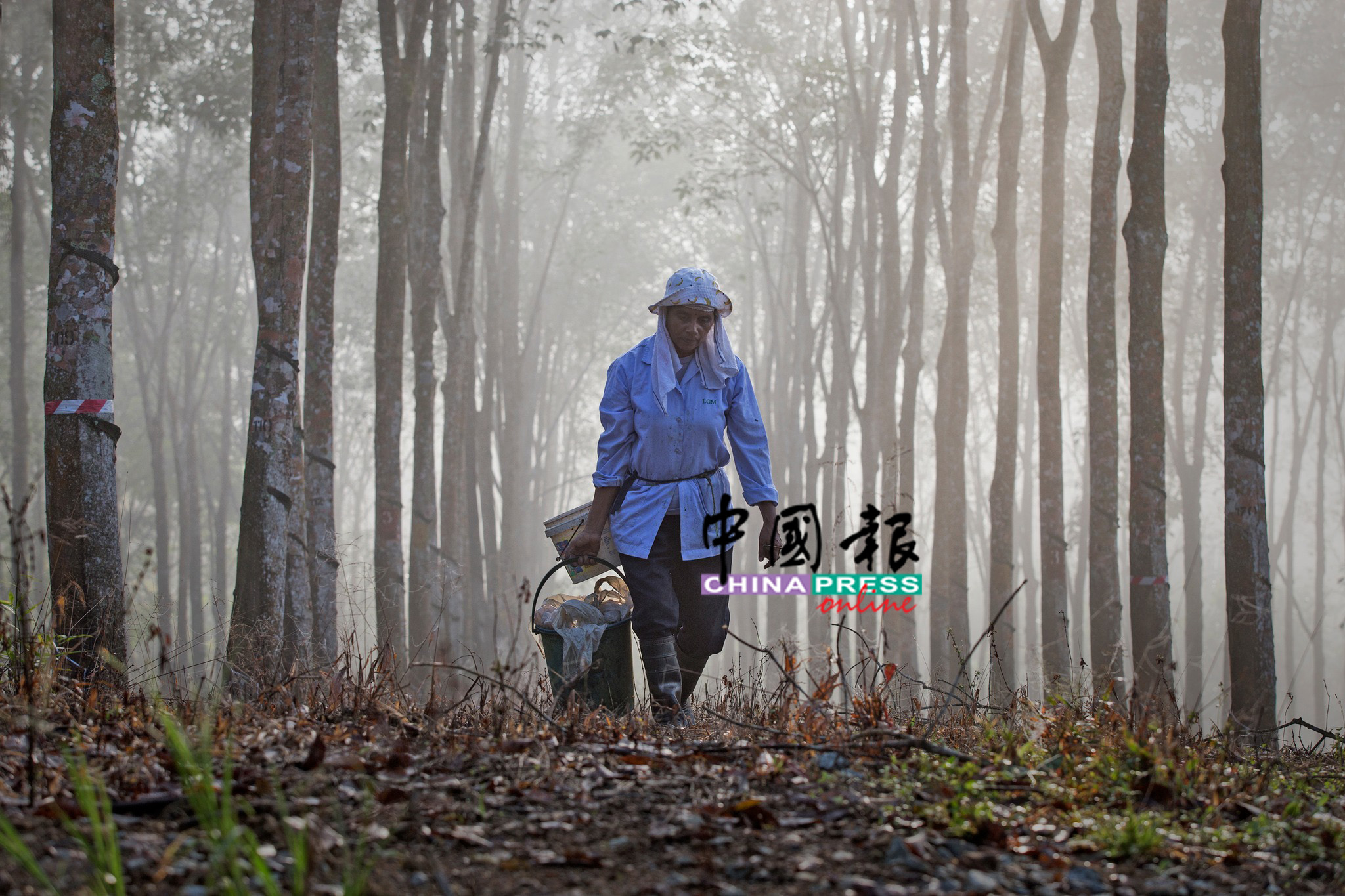 雨季及青霉叶病齐来袭，江沙胶工笑过肥年梦破灭。