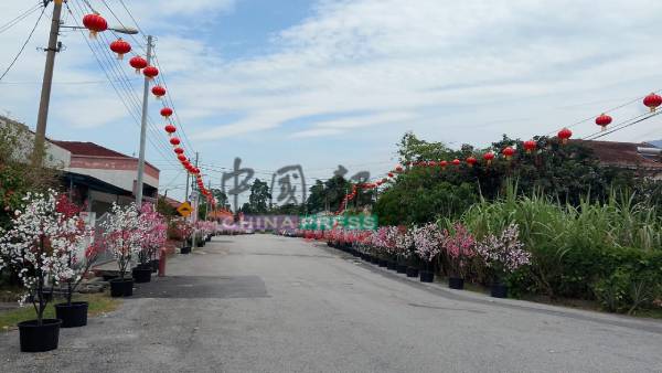 布置在华隆7号街两旁的梅花树，让农曆新年气氛越来越浓。