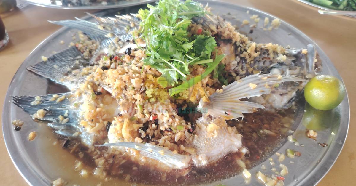 豆豉姜粒蒸黑金凤鱼。