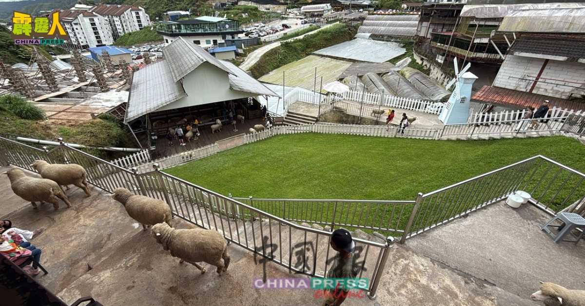 金马仑的The Sheep Sanctuary在斋戒月期间游客骤减，少了人潮喧嚣，反而增添了一份悠闲感。（吴秉川）