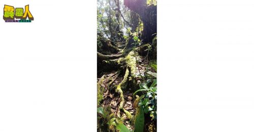 金马仑往茶园 苔藓森林路段  即起至27日晚间全面关闭