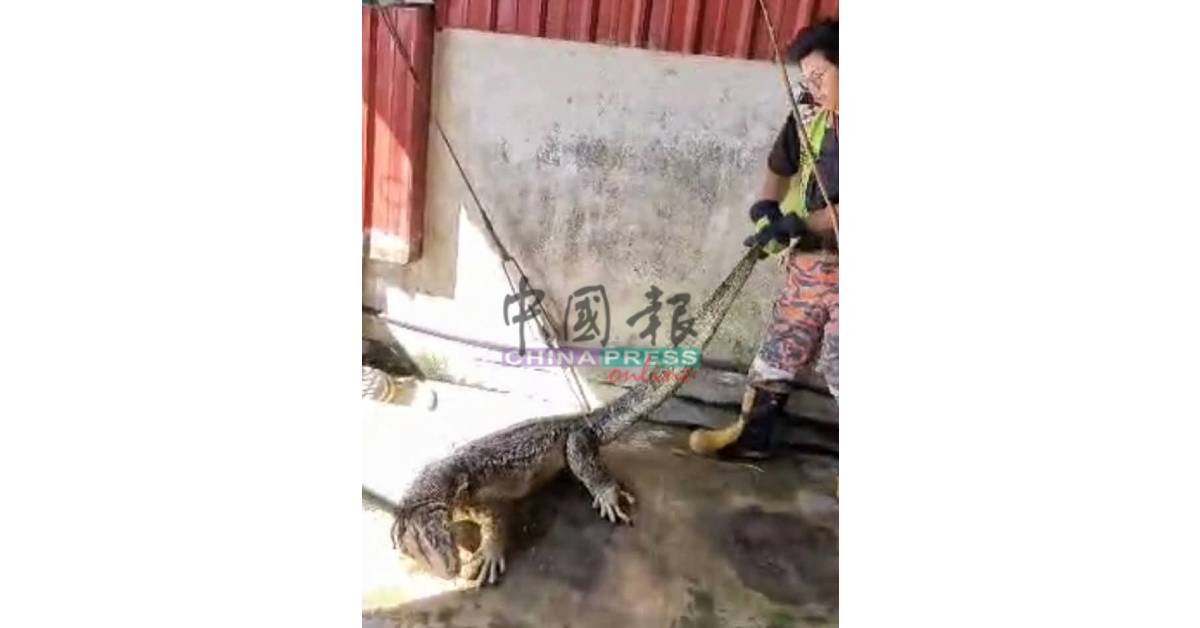受惊的四脚蛇拼命挣扎,猛烈反抗,试图摆脱困境。