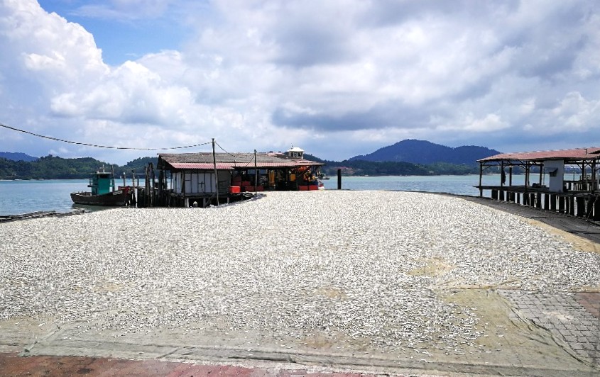 讨海人家是看天吃饭,天气晴朗大太阳高挂有助于曝晒江鱼仔过程。