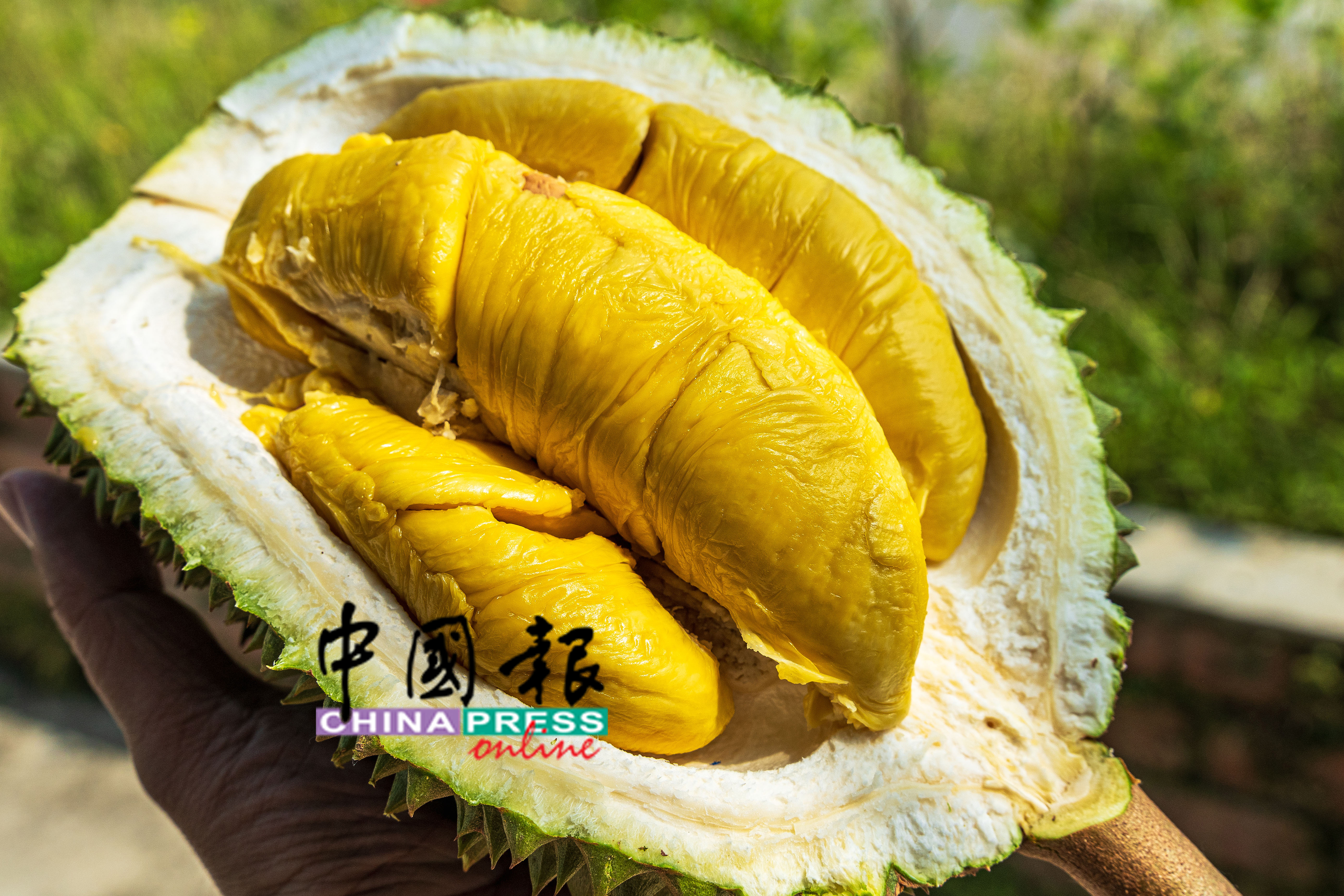 榴槤出，莎笼脱！猫山王榴槤产量少品质佳，今季价格创三年新高仍供不应求。