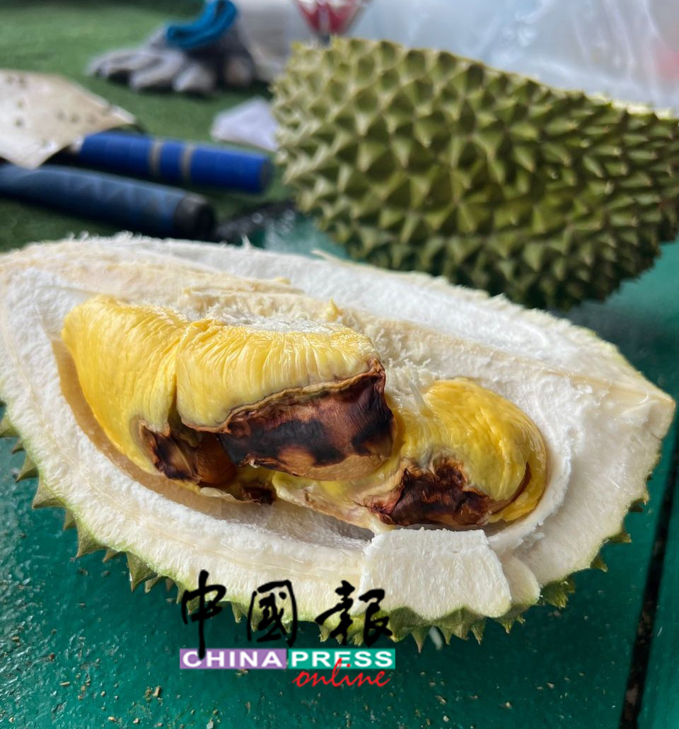 过去，因为天气关係，一些榴槤小园主的名种榴槤质量饱受影响，最常见的毛病就是“黑种子”，令榴槤身价大跌。