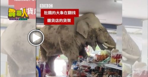 饥饿野象闯杂货店 头顶天花板吃米饼