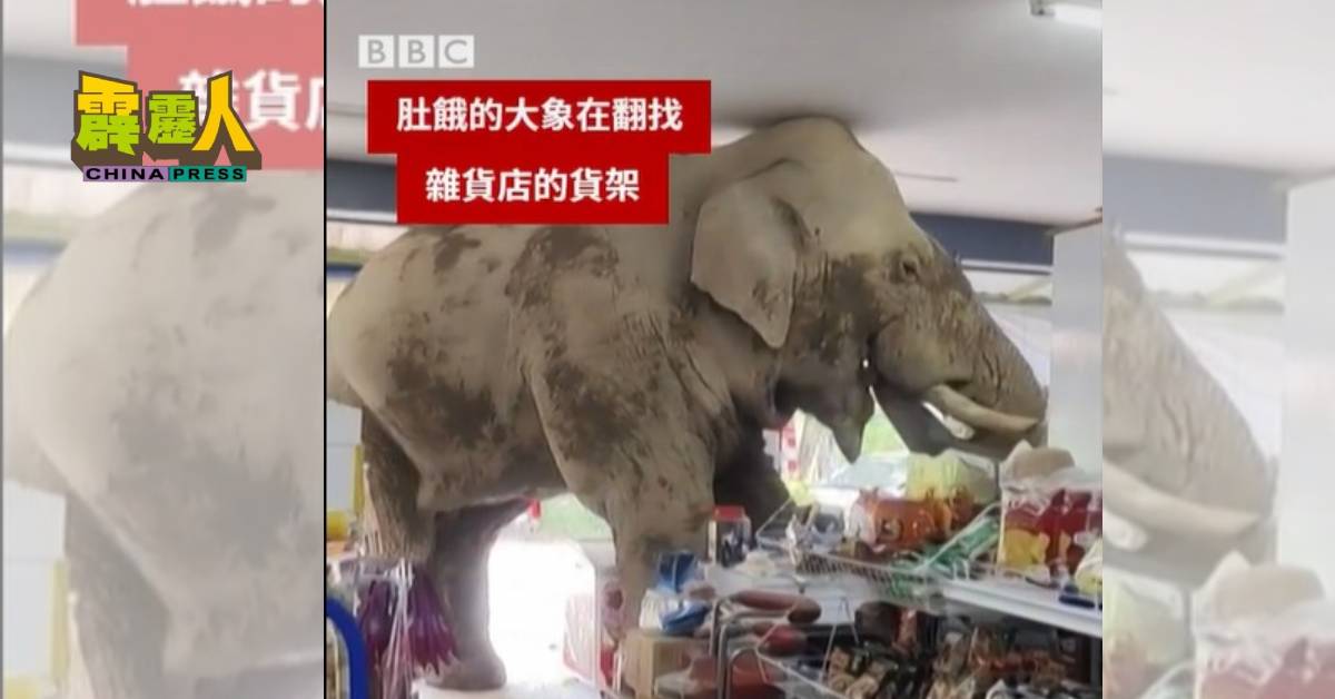 野象相信是饥饿过度,近日从考艾国家公园步行至附近一家商店,翻找食物裹腹,令店主哭笑不得。 (BBC NEWS 中文专页截图)