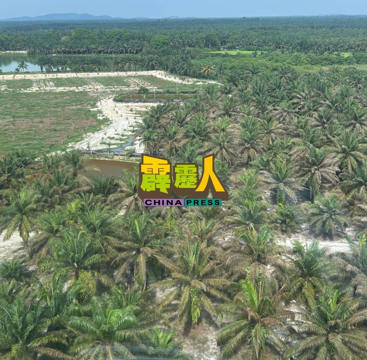 冷水河一带油棕园于6月10日至13日,进行为期4天的第2轮空中喷洒菌素,以消灭布袋虫害。