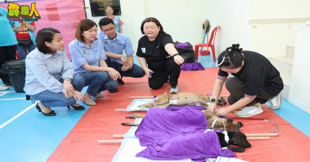 黄彩仪(左起)、黄诗情、陈家兴聆听医务人员讲解已被结扎的动物。