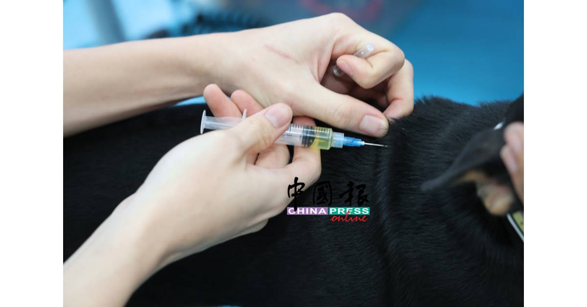 狗狗也可透过接种疫苗,保障健康及不受病毒感染。