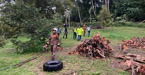 果园砍树遭倒木击中 华裔老翁 当场丧命