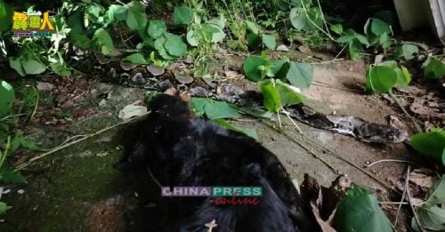 大蟒蛇卷死狗   还未开吃就被捕