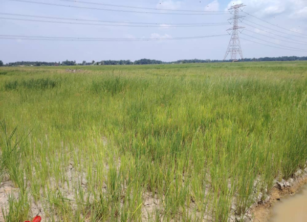吉辇稻田已因武吉美拉湖水严重下跌,影响稻禾灌溉及正常生长。