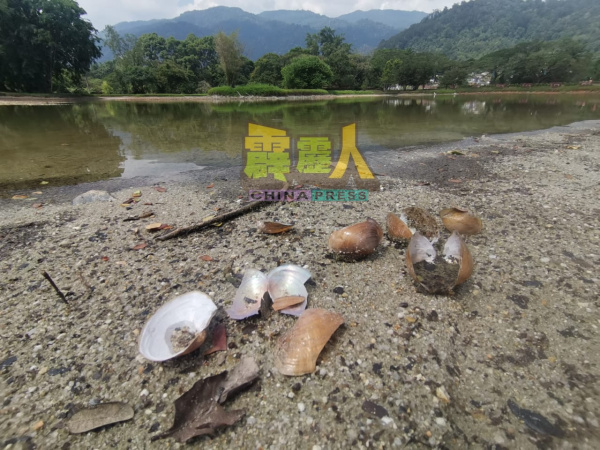 湖水位下降,露出不少的蚌壳。