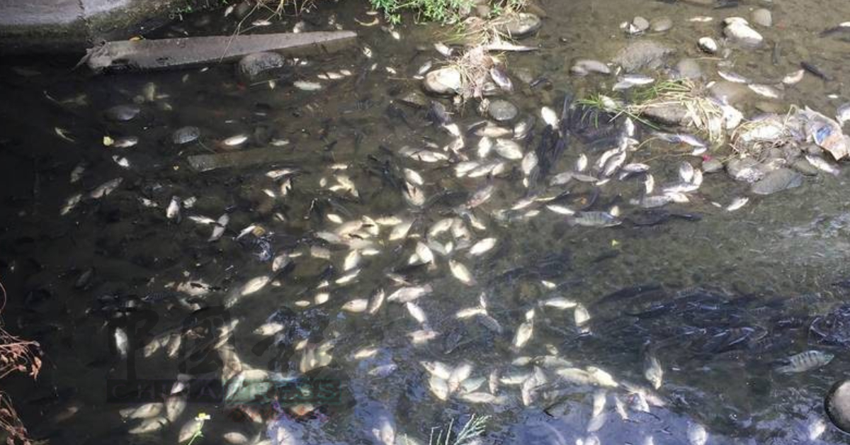 近日近打河流出现死鱼。
