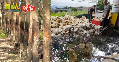 霹雳头条｜许多江沙园主改种榴槤  橡胶饱受  低产/没价/没市  三重夹击