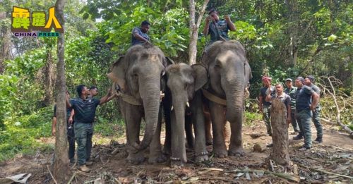 连接6小时 迁移3野象