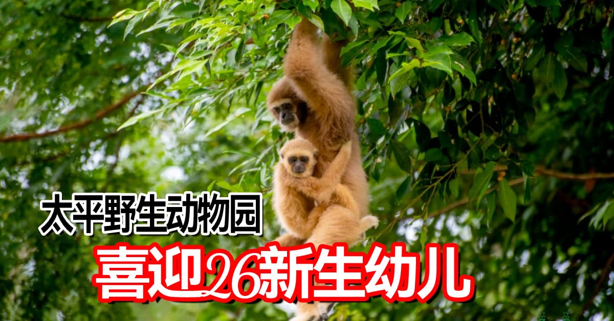 太平野生动物园  喜迎26新生幼儿