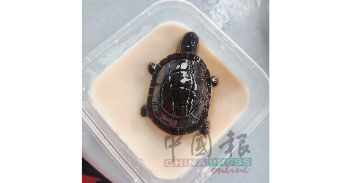 以假乱真的龟苓膏,想尝一口吗?