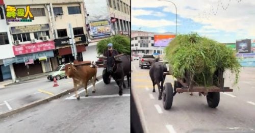 久违了，牛车！    路人：合法吗？