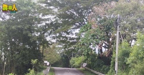 竹芭新村来往怡景园主路  老野树摇摇欲坠 路人每天心跳一百