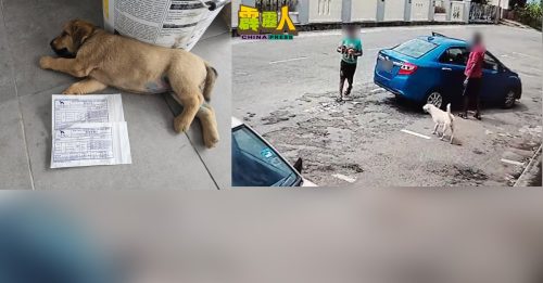 2男路边遗弃狗母子 轮子直辗小狗腿而过