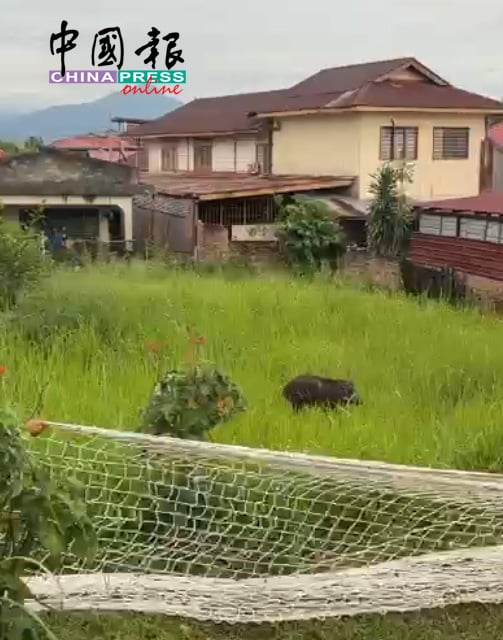 山猪当时出现在怡保兵如港新村皇后街的两片空地及一间空屋间。(怡保新街场义务消防队提供)