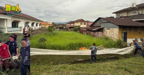 义消队出动防护网　捕获乱窜山猪