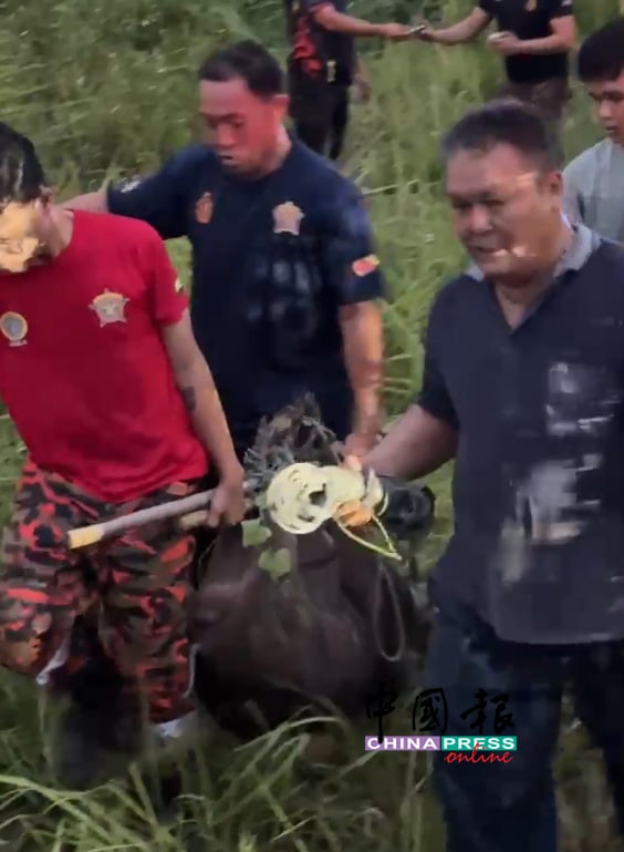 被捕的是一头刚成年的山猪,尚未长出獠牙。(怡保新街场义务消防队提供)