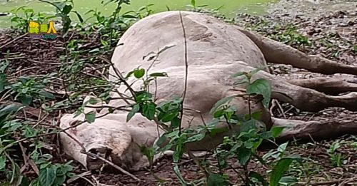 疑误食化学物品 11头牛死亡