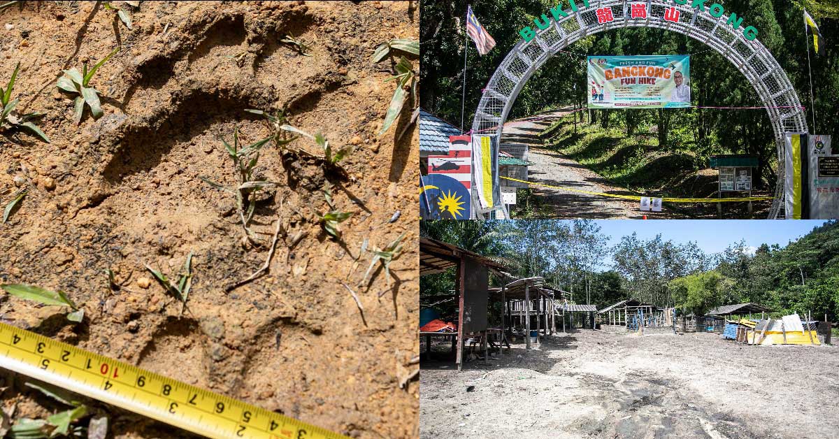 牛只2死5失踪 居民感恐慌 官员龙岗山发现虎踪