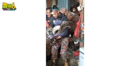 屋内惊现6呎巨蟒    捕蛇过程宛如电影情节